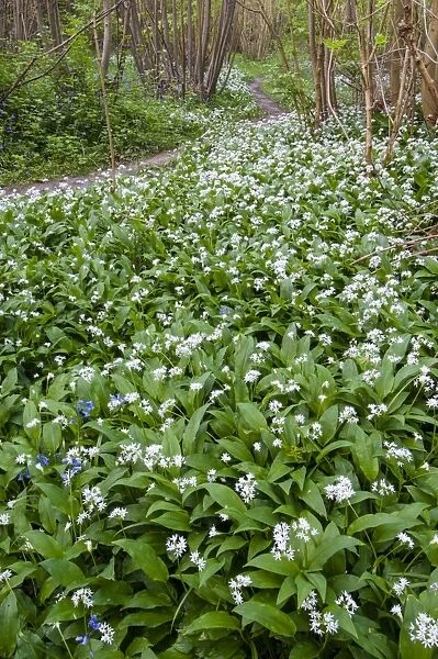 Ramsons (Allium ursinum) flowering mass, growing in coppice woodland habitat, Kent, England, May