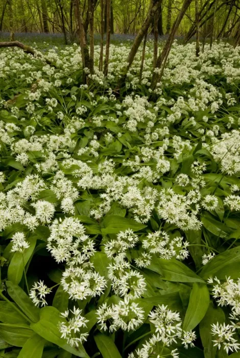 Framed Print : Ramsons (Allium ursinum) flowering mass, growing in woodland habitat, Garston Wood RSPB Nature Reserve, Dorset Framed Print : Ramsons (Allium ursinum) flowering mass, growing in woodland habitat, Garston Wood RSPB Nature Reserve, Dorset