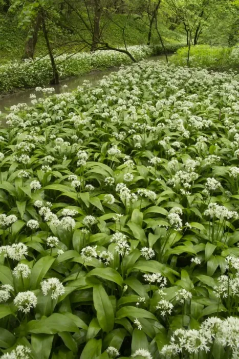 Framed Print : Ramsons (Allium ursinum) flowering mass, growing beside river in woodland habitat, Derbyshire, England, May Framed Print : Ramsons (Allium ursinum) flowering mass, growing beside river in woodland habitat, Derbyshire, England, May
