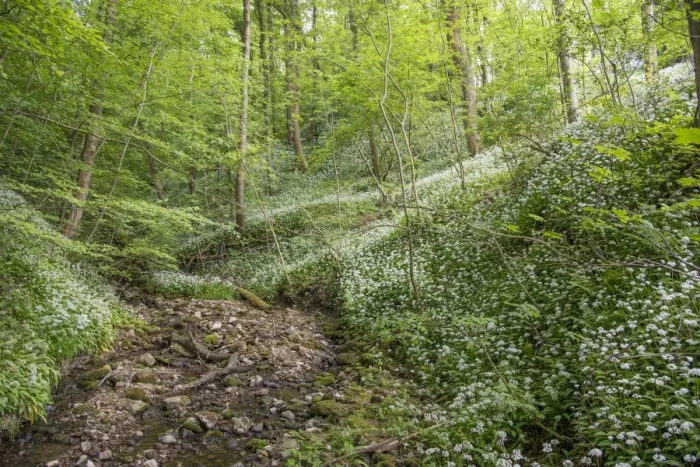 Framed Print : Ramsons (Allium ursinum) flowering mass, growing beside stream in woodland habitat, Porter Wood, Whitewell Framed Print : Ramsons (Allium ursinum) flowering mass, growing beside stream in woodland habitat, Porter Wood, Whitewell