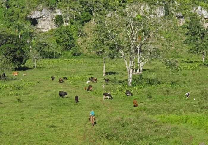 Framed Print : Rancher on horseback with cattle herd grazing lush depression in karst landscape Framed Print : Rancher on horseback with cattle herd grazing lush depression in karst landscape