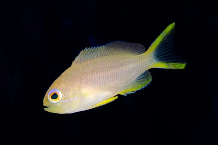 Framed Print : Randalls Anthias (Pseudanthias randalli) adult, swimming, Nyata Island, Barat Daya Islands, Lesser Sunda Islands Framed Print : Randalls Anthias (Pseudanthias randalli) adult, swimming, Nyata Island, Barat Daya Islands, Lesser Sunda Islands