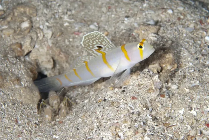 Framed Print : Randalls Shrimpgoby (Amblyeleotris randalli) adult, displaying spot on fin, with alpheid shrimp at entrance to hole Framed Print : Randalls Shrimpgoby (Amblyeleotris randalli) adult, displaying spot on fin, with alpheid shrimp at entrance to hole