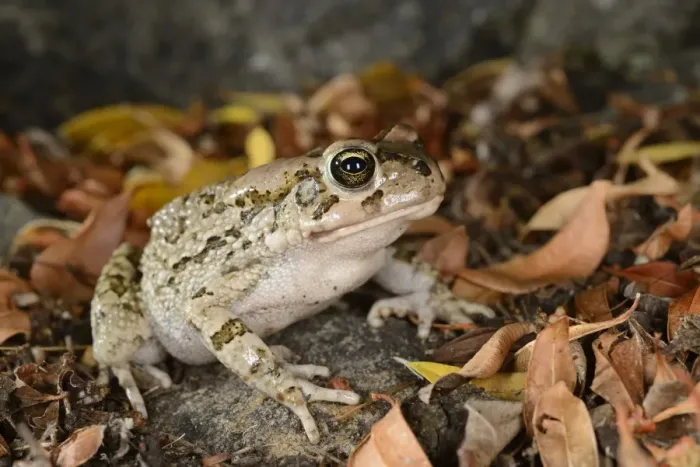 Framed Print : Rangers Toad (Amietophrynus rangeri) adult, sitting amongst fallen leaves, South Africa, February Framed Print : Rangers Toad (Amietophrynus rangeri) adult, sitting amongst fallen leaves, South Africa, February