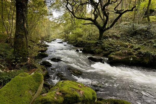 Rapids on river flowing through woodland habitat, River West Lyn, Brendon, Exmoor N. P. Devon, England, November