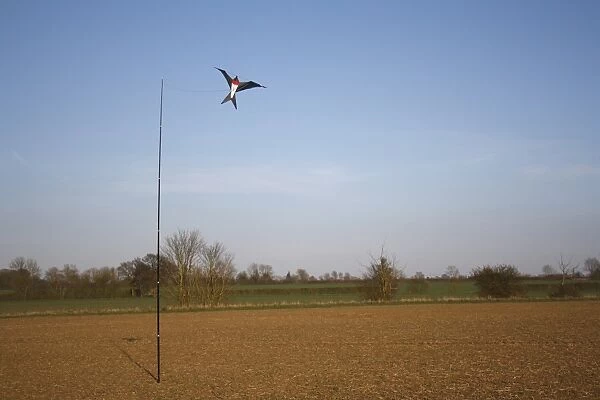 Raptor model birdscarer on pole, in arable field, Bacton, Suffolk, England, march
