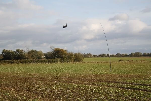 Raptor model birdscarer on pole, in arable field, Bacton, Suffolk, England, october