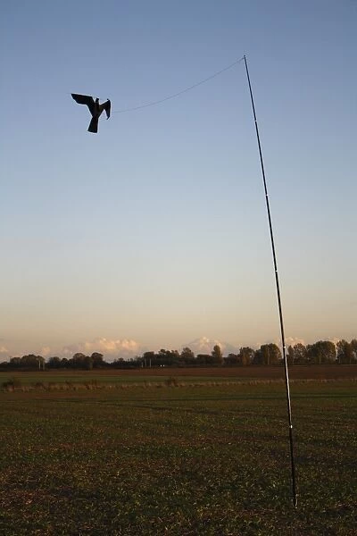 Raptor model birdscarer on pole, in arable field at dusk, Bacton, Suffolk, England, october