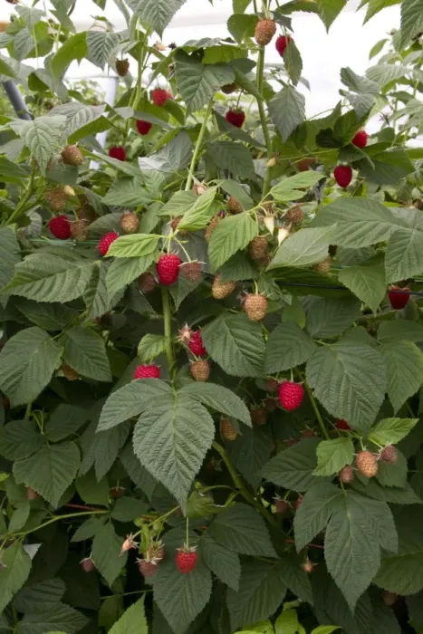 Framed Print : raspberry plant named Driscoll Cardinal. The new cultivar is distinguished from other raspberry cultivars by its firm Framed Print : raspberry plant named Driscoll Cardinal. The new cultivar is distinguished from other raspberry cultivars by its firm