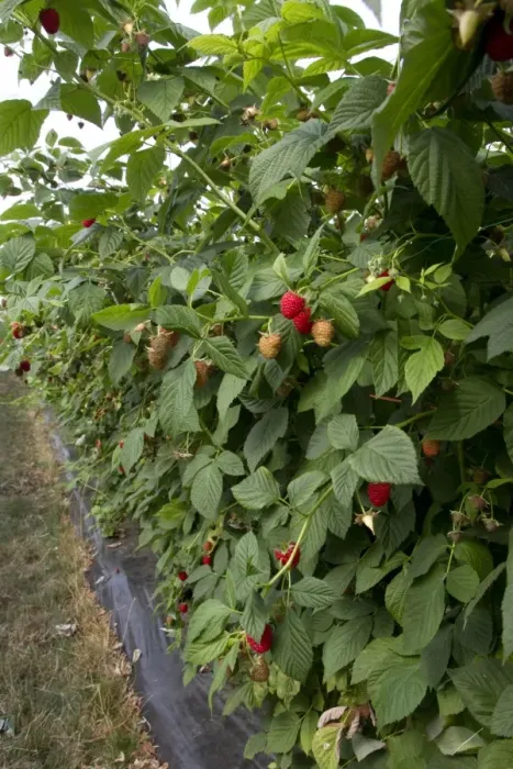 Framed Print : Raspberry plant named Driscoll Cardinal. The new cultivar is distinguished from other raspberry cultivars by its firm Framed Print : Raspberry plant named Driscoll Cardinal. The new cultivar is distinguished from other raspberry cultivars by its firm