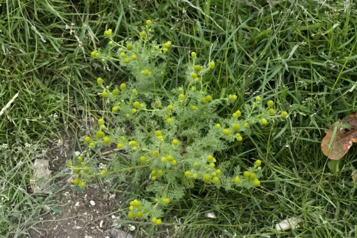 Framed Print : Rayless mayweed or pineapple weed, Chamomilla suaveolens, flowering weed in agricultural fallow ground Framed Print : Rayless mayweed or pineapple weed, Chamomilla suaveolens, flowering weed in agricultural fallow ground
