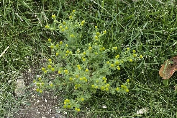 Rayless mayweed or pineapple weed, Chamomilla suaveolens, flowering weed in agricultural fallow ground
