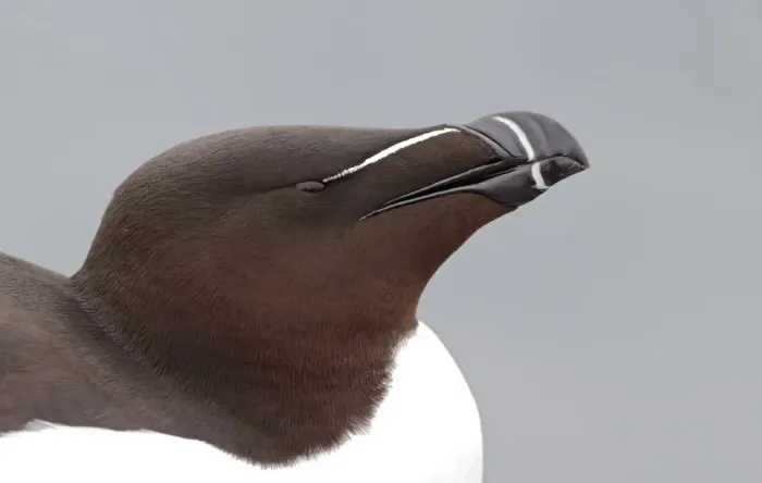 Framed Print : Razorbill (Alca torda) adult, breeding plumage, close-up of head, Northumberland, England, May