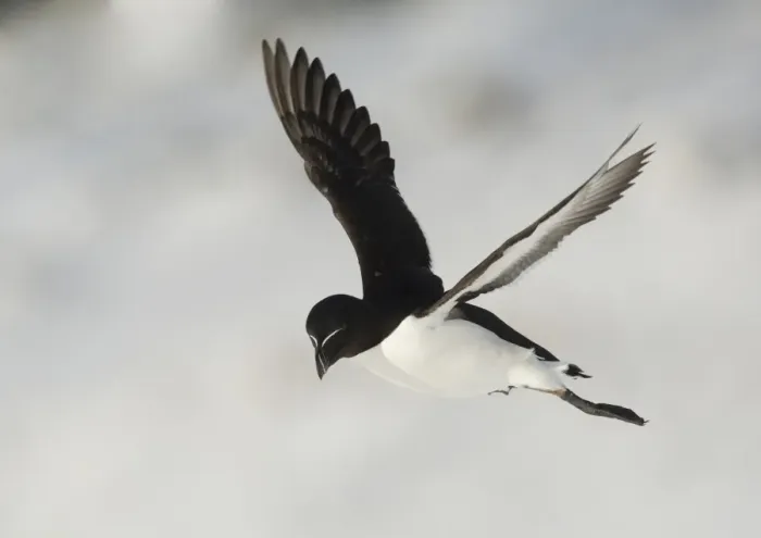 Framed Print : Razorbill (Alca torda) adult, breeding plumage, in flight over snow, Hornoi Island, Norway, March Framed Print : Razorbill (Alca torda) adult, breeding plumage, in flight over snow, Hornoi Island, Norway, March