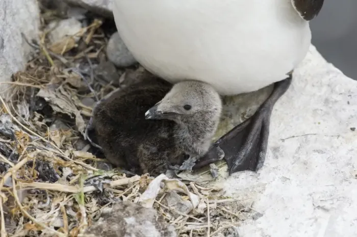 Framed Print : Razorbill (Alca torda) adult with chick at nest, Inner Farne, Farne Islands, Northumberland, England, summer Framed Print : Razorbill (Alca torda) adult with chick at nest, Inner Farne, Farne Islands, Northumberland, England, summer