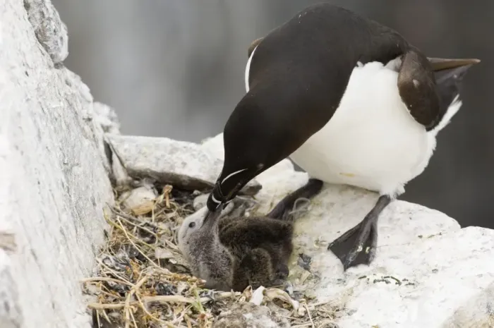 Framed Print : Razorbill (Alca torda) adult, feeding chick at nest, Inner Farne, Farne Islands, Northumberland, England, summer Framed Print : Razorbill (Alca torda) adult, feeding chick at nest, Inner Farne, Farne Islands, Northumberland, England, summer