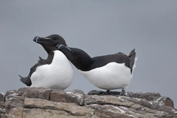 Framed Print : Razorbill (Alca torda) adult pair, breeding plumage, mutual preening, Northumberland, England, May Framed Print : Razorbill (Alca torda) adult pair, breeding plumage, mutual preening, Northumberland, England, May