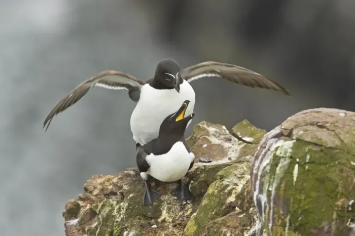 Framed Print : Razorbill (Alca torda) adult pair, mating on cliff ledge, Fowlsheugh RSPB Reserve, Kincardineshire, Grampian, Scotland Framed Print : Razorbill (Alca torda) adult pair, mating on cliff ledge, Fowlsheugh RSPB Reserve, Kincardineshire, Grampian, Scotland