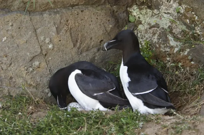 Framed Print : Razorbill (Alca torda) adult pair, breeding plumage, turning egg at nest on cliff ledge, Skomer Island, Pembrokeshire Framed Print : Razorbill (Alca torda) adult pair, breeding plumage, turning egg at nest on cliff ledge, Skomer Island, Pembrokeshire