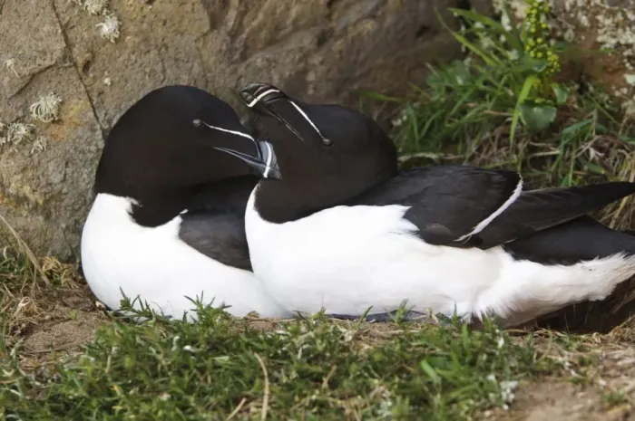 Framed Print : Razorbill (Alca torda) adult pair, breeding plumage, mutual preening at nest on cliff ledge, Skomer Island Framed Print : Razorbill (Alca torda) adult pair, breeding plumage, mutual preening at nest on cliff ledge, Skomer Island