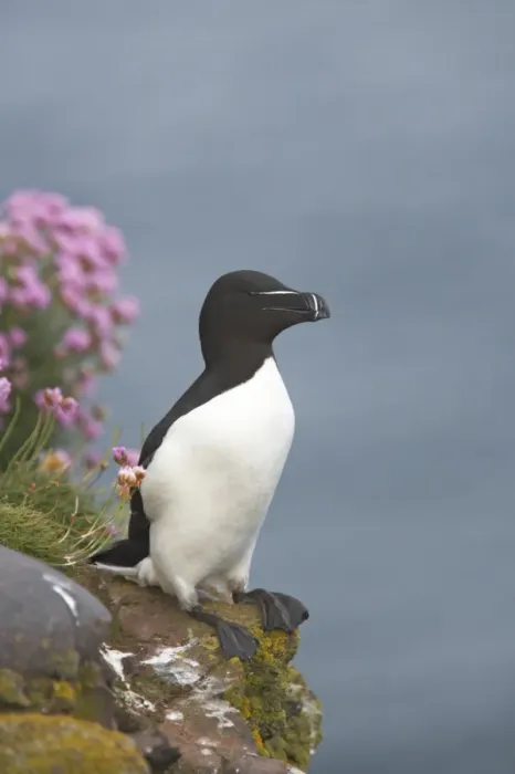 Framed Print : Razorbill (Alca torda) adult, standing on clifftop, Fowlsheugh RSPB Reserve, Kincardineshire, Grampian, Scotland Framed Print : Razorbill (Alca torda) adult, standing on clifftop, Fowlsheugh RSPB Reserve, Kincardineshire, Grampian, Scotland