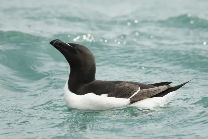 Framed Print : Razorbill (Alca torda) adult, summer plumage, swimming on sea in bright sunshine, Pembrokeshire, Wales, May Framed Print : Razorbill (Alca torda) adult, summer plumage, swimming on sea in bright sunshine, Pembrokeshire, Wales, May
