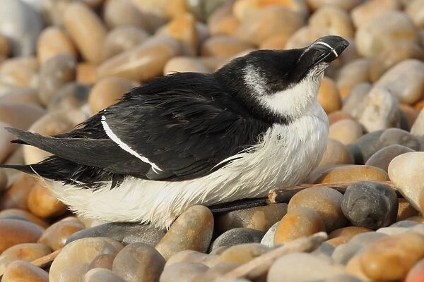 Razorbill (Alca torda) adult, winter plumage, washed ashore after contamination from polyisobutene oil additive at sea