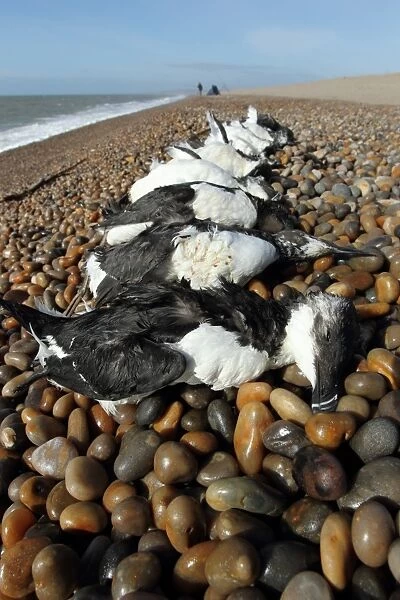 Razorbill (Alca torda) and Common Guillemot (Uria aalge) dead adults, washed up on shingle beach after storm