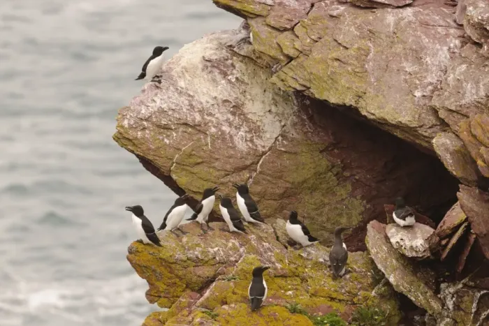 Framed Print : Razorbill (Alca torda) and Common Guillemot (Uria aalge) adults, breeding plumage, sitting on cliff, Skokholm Island Framed Print : Razorbill (Alca torda) and Common Guillemot (Uria aalge) adults, breeding plumage, sitting on cliff, Skokholm Island