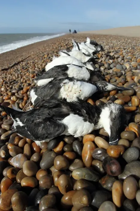 Framed Print : Razorbill (Alca torda) and Common Guillemot (Uria aalge) dead adults, washed up on shingle beach after storm Framed Print : Razorbill (Alca torda) and Common Guillemot (Uria aalge) dead adults, washed up on shingle beach after storm