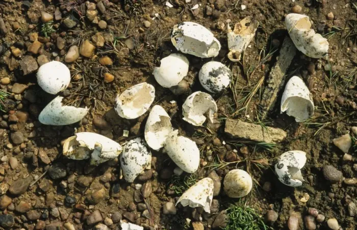 Framed Print : Razorbill (Alca torda) and Common Guillemot (Uria aalge) eggs, eaten by skua, Scotland Framed Print : Razorbill (Alca torda) and Common Guillemot (Uria aalge) eggs, eaten by skua, Scotland