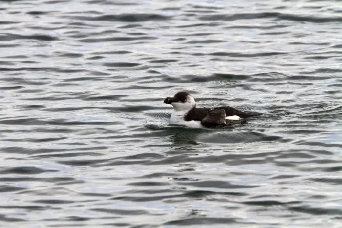Framed Print : Razorbill swimming - late winter Framed Print : Razorbill swimming - late winter