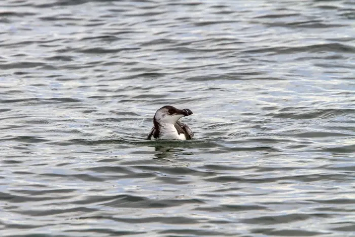 Framed Print : Razorbill swimming - late winter Framed Print : Razorbill swimming - late winter