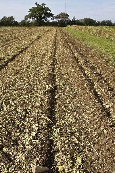 Recently harvested field of sugar beet showing some small tubers