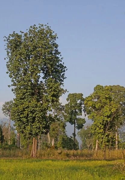 Recently partially cleared forest, with early stages of agriculture, Arunachal Pradesh, India, february