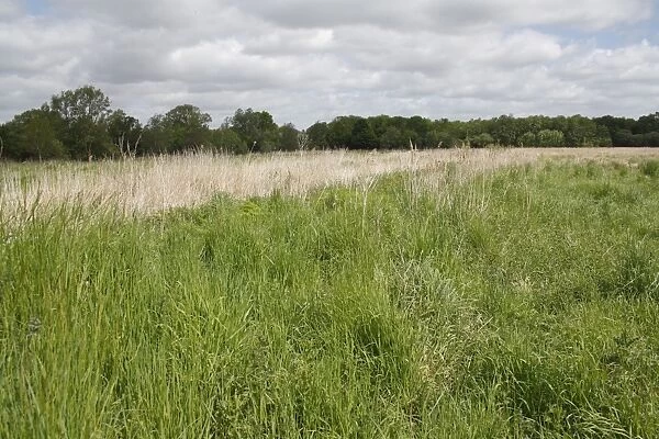 Recently purchased land for fen habitat restoration project, Little Ouse Headwaters Project, Webbs Fen, Thelnetham