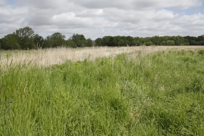 Framed Print : Recently purchased land for fen habitat restoration project, Little Ouse Headwaters Project, Webbs Fen, Thelnetham Framed Print : Recently purchased land for fen habitat restoration project, Little Ouse Headwaters Project, Webbs Fen, Thelnetham