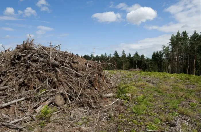 Framed Print : Reclaimation of heathland habitat, with felled conifer plantation, Holt Country Park, Norfolk, England, august
