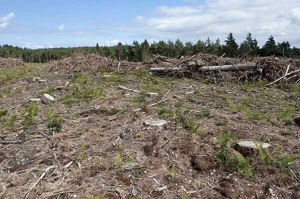 Reclaimation of heathland habitat, with felled conifer plantation, Holt Country Park, Norfolk, England, august