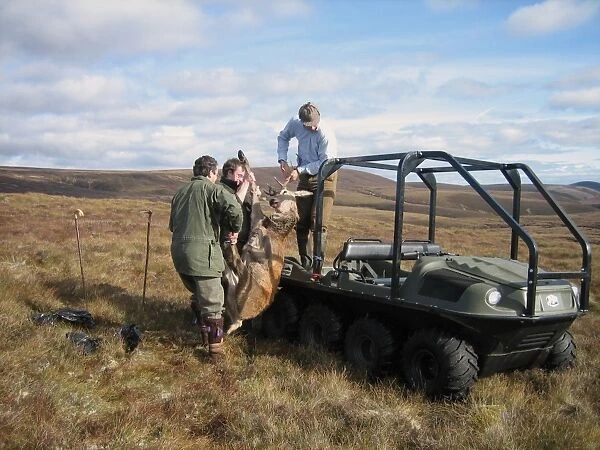 Recovery of Red Deer (Cervus elaphus) carcass with all-terrain vehicle, deer management on moorland, Abernethy National Nature Reserve, Cairngorms N. P. Highlands, Scotland, october