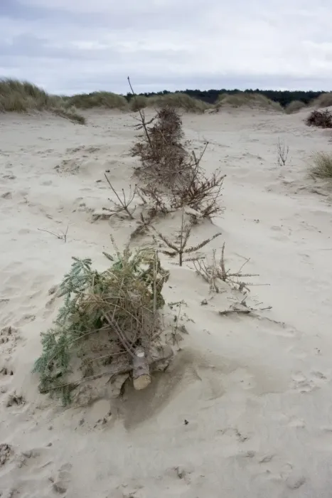 Framed Print : Recycled Christmas trees used on coastal sand dunes to reduce erosion, Formby Point, Merseyside, England, February Framed Print : Recycled Christmas trees used on coastal sand dunes to reduce erosion, Formby Point, Merseyside, England, February