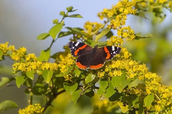 Red Admiral Butterfly on Christs Thorn