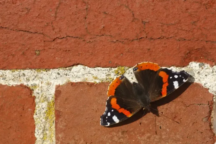 Framed Print : Red Admiral (Vanessa atalanta) adult, basking on brick wall, Powys, Wales, august Framed Print : Red Admiral (Vanessa atalanta) adult, basking on brick wall, Powys, Wales, august