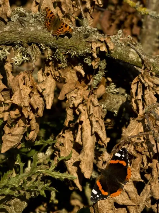 Framed Print : Red Admiral (Vanessa atalanta) and Comma (Polygonia c-album) adults, basking on dead leaves and branch, Dorset, England, october
