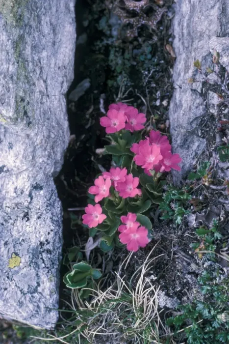 Framed Print : Red alpine Primrose, Primula hirsuta Framed Print : Red alpine Primrose, Primula hirsuta