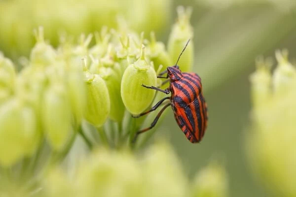 Red-and-black Striped Shieldbug (Graphosoma italicum) adult, on umbellifer seedhead, Causse de Gramat, Massif Central