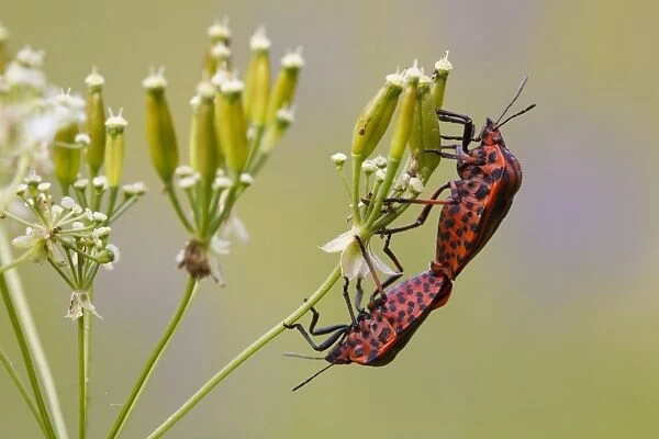 Red-and-black Striped Shieldbug (Graphosoma italicum) adult pair, mating on umbellifer seedhead, Causse de Gramat