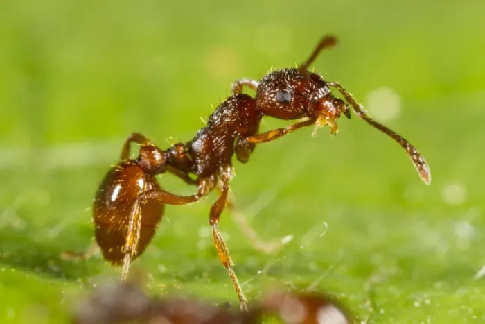 Framed Print : Red Ant (Myrmica rubra) adult worker, cleaning leg, Powys, Wales, July