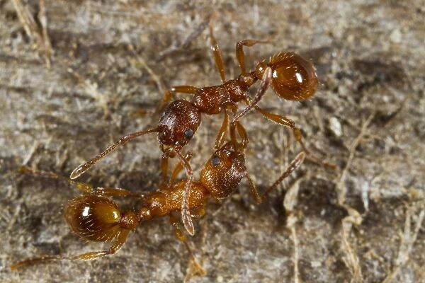 Red Ant (Myrmica rubra) two adult workers, from separate nests, fighting, Powys, Wales, August