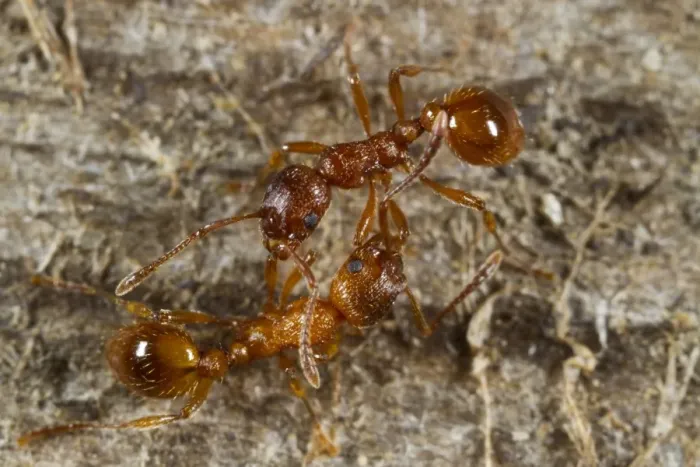 Framed Print : Red Ant (Myrmica rubra) two adult workers, from separate nests, fighting, Powys, Wales, August Framed Print : Red Ant (Myrmica rubra) two adult workers, from separate nests, fighting, Powys, Wales, August